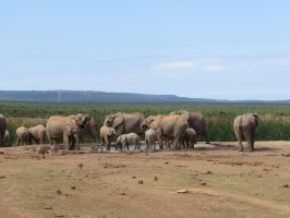 Am Wasserloch wird Durst gestillt
