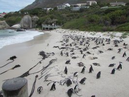 Boulders Beach