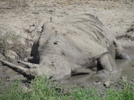 hier fühlt sich der Dreckspatz wohl