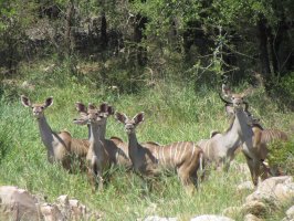 Impalas - tauchen immer wieder auf. 