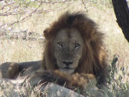 Ein Löwe in freier Wildbahn, auf weniger als 25 mtr. Entfernung. Irgendwie mulmig. Fotograf: Manfred Beck 