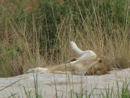 Löwenmama sonnt sich