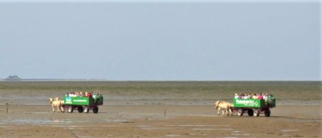 Mit Pferdekutschen geht es durch das Watt zur Insel südfall, 