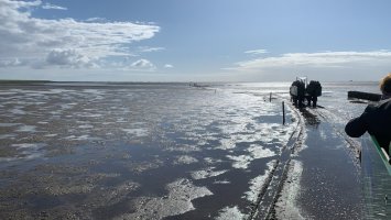 Die Südfall Halligeninsel ist natürlich zur zur richtige Zeit erreichbar - es ist schon grandios.. Eine Insel und wir fahren mit dem Pferdegespann dort hin.... 